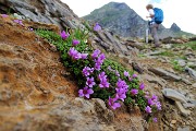 Pizzo Pradella (2626 m) con tanti bei fiori, salito da Valgoglio il 9 luglio 2016 - FOTOGALLERY